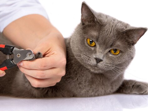 How to Trim Cat Nails