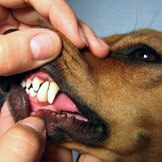 Anesthesia Mandated for All Pet Dental Procedures
