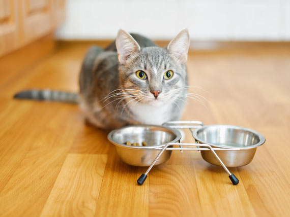 how-much-water-do-cats-drink-cat-hydration-explained