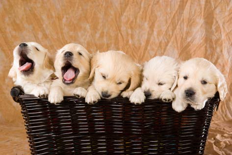 How to Find a Qualified Dog Breeder