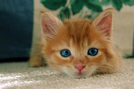 Best Ways to Introduce a New Kitten to Your Home