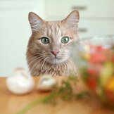 Can You Keep Your Cat Healthy On A Vegetarian Diet?