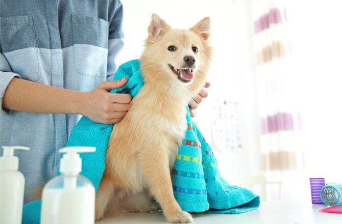 6 Tips For Treating Your Dogs Dry Winter Skin Petmd