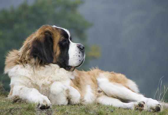 are saint bernard puppies lazy