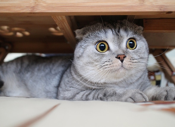 5 Ways to Help a Hiding Cat