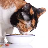 Feeding Special Needs Pets: Cancer and a Healthy Diet for Pets