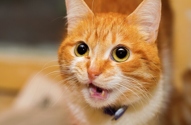 8-cat-sounds-and-what-they-mean-petmd