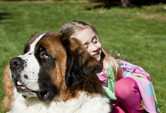 Five Fun Facts About the St. Bernard | PetMD