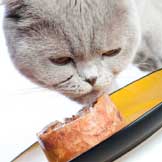 Feeding Strategies for Overweight Cats