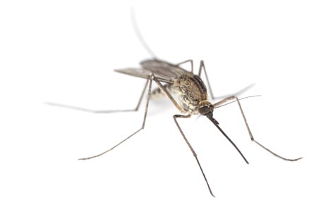 Mosquitoes and Your Dogs and Cats