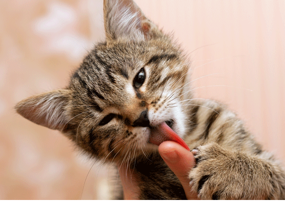 Your Pain Relief Cream Could Kill Your Cat