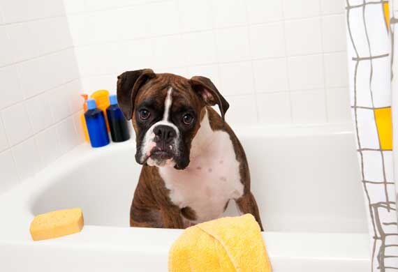 Seven Types of Flea & Tick Control Products | PetMD
