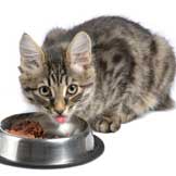 Finicky Felines ... How to Prevent and Overcome Picky Eating