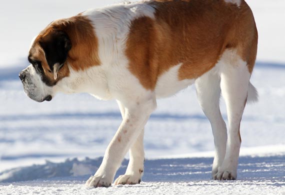 Meet Barry, The Saint Bernard That Could Save You From An Avalanche – Top  Dog Tips