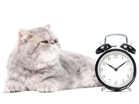 Top 3 Reasons Why Cats Are Better Than Alarm Clocks