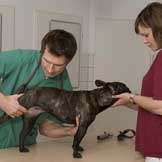 Canine and Feline Lymphoma - Similar But Not Identical Diseases
