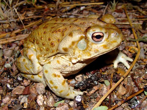 Toad Venom Toxicosis in Dogs