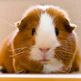 March is Adopt a Guinea Pig Month