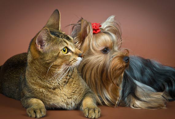 Top Three Cat-Like Dogs | PetMD