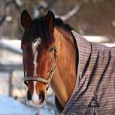 Winter Care for the Older Horse: Part 2