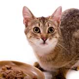 The Importance of Digestibility for Cats