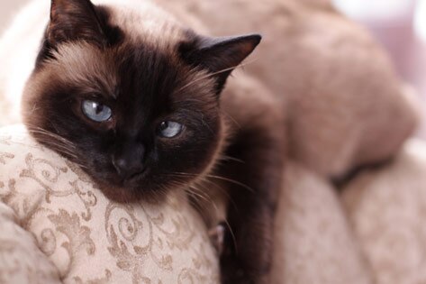 Siamese Cat is not as Aloof as She Seems