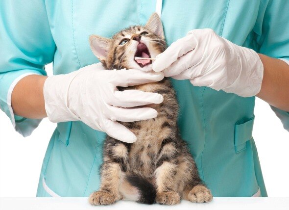 10 Signs of Gum Disease in Cats