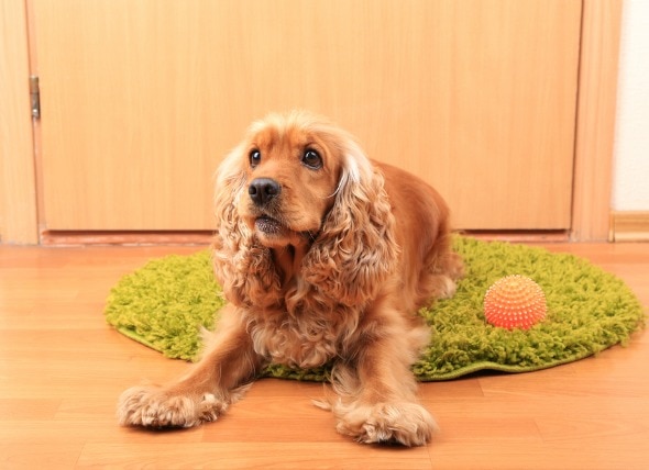 Skin Cancer (Basal Cell Tumor) in Dogs