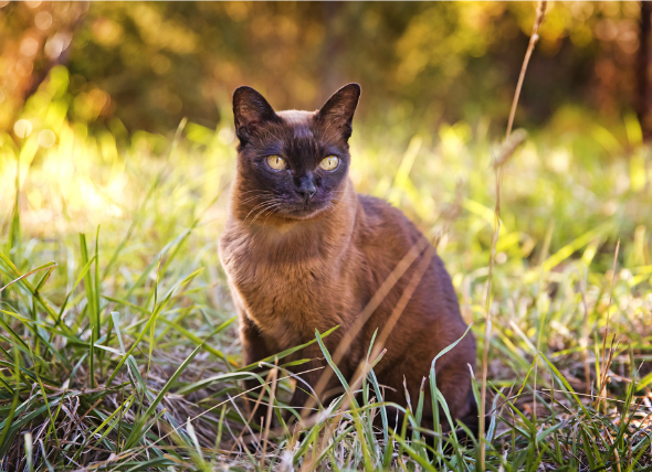 Skin Disease, Autoimmune (Pemphigus) in Cats