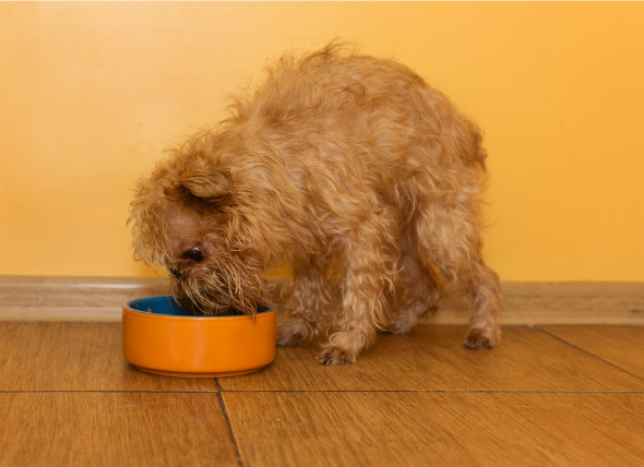 Skin Disease Due To Food Allergies In, Can Dogs Be Allergic To Hardwood Floors