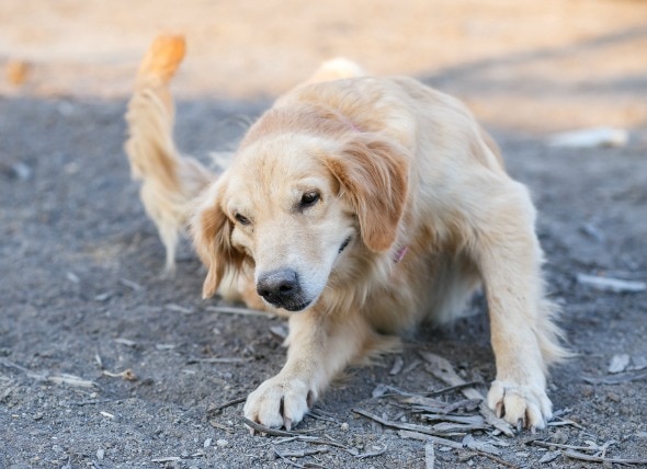 Skin Mite Dermatitis in Dogs