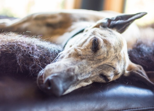 What to Know If You Are Considering Adopting a Greyhound