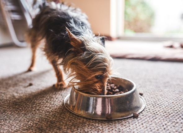 Taurine for Dogs: Do Dogs Need Taurine Supplements?