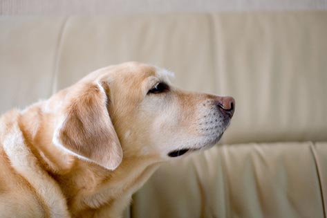 Does Your Dog Smell Like… Dog?