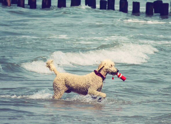 do poodles like to swim