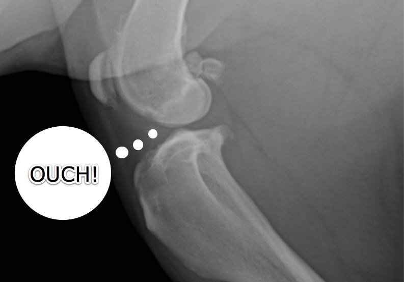 What does vet medicine cost? The expense of cruciate ligament repairs (Part 2)