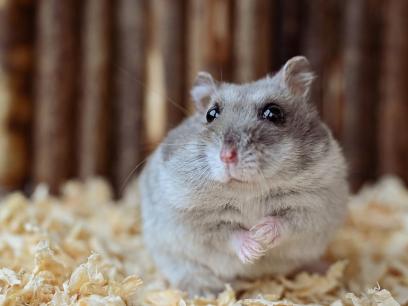 small gray hamster sitting in cage bedding