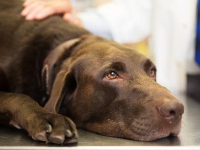 chocolate labrador retriever lying on a veterinarian exam table