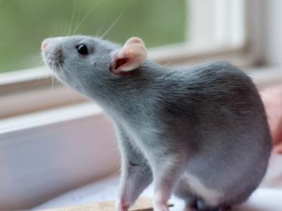 blue-gray rat standing on a window sill looking out a window
