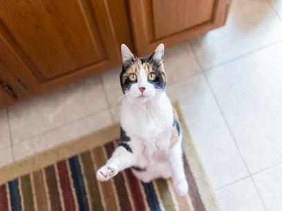 calico cat standing on hind legs looking up at camera