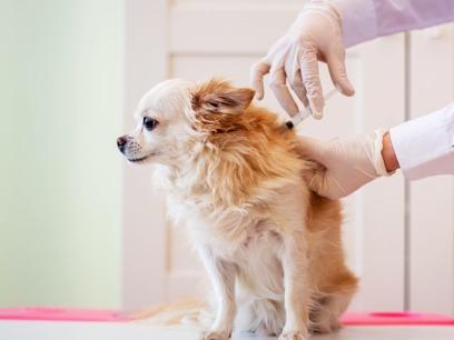 little-dog-at-the-veterinarian-recieving-injection