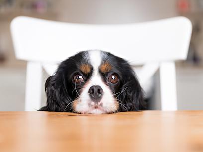 tricolored spaniel dog sitting in a chair with their head resting on a kitchen table, looking at the camera