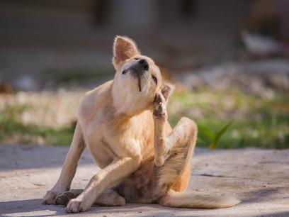 golden retriever puppy scratching his ears