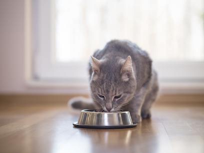 gray tabby cat eating from a metal food bowl