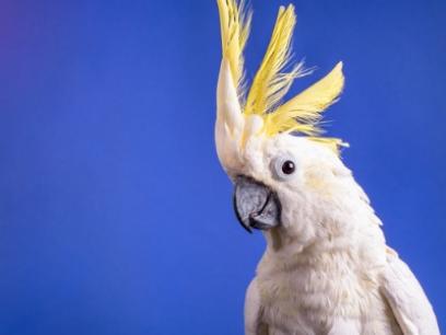 Cockatoo bird with blue background