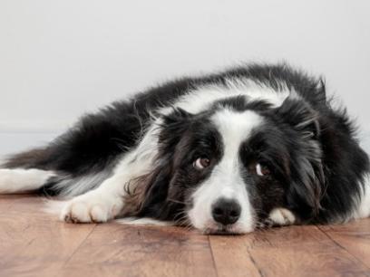 Dog looking up anxiously