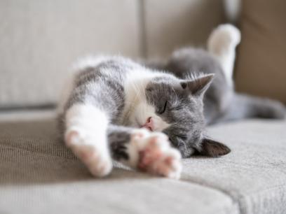 white-gray-cat-stretching-out-on-couch