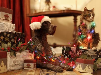 dog and cat surrounded by holiday gifts