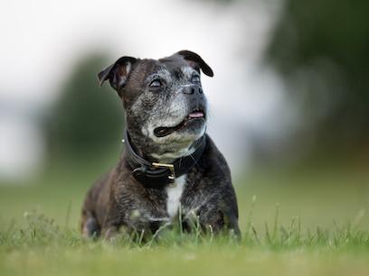 black and white dog with gray face sitting in grass