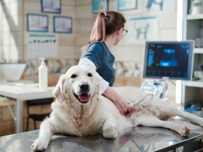 golden retriever getting an ultrasound from a veterinarian